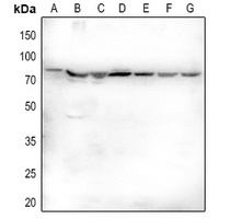 Fractalkine Antibody
