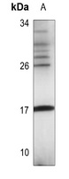 FUNDC1 Rabbit Polyclonal Antibody