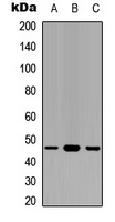 GAPDS Rabbit Polyclonal Antibody