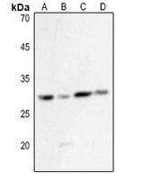HLA-DQB1 Rabbit Polyclonal Antibody