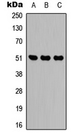 IDH2 Rabbit Polyclonal Antibody