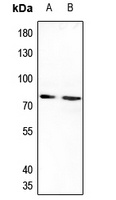 IL-20RA Antibody
