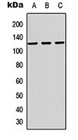 MAG Antibody