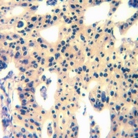 MAS1L Antibody