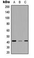 MESP2 Rabbit Polyclonal Antibody