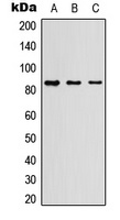 Myeloperoxidase Rabbit Polyclonal Antibody