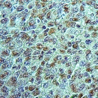 Neuroligin 1 Antibody