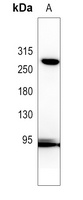 NOTCH3 Rabbit Polyclonal Antibody