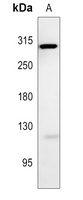 NOTCH3 Rabbit Polyclonal Antibody