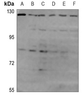 OPA1 Rabbit Polyclonal Antibody