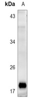 REG4 Rabbit Polyclonal Antibody