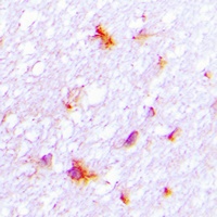 REG4 Rabbit Polyclonal Antibody