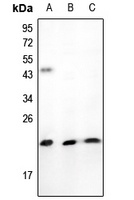 TNFAIP8L1 Antibody