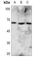 ZNF496 Antibody