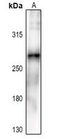 ACC alpha (Phospho-S80) Rabbit Polyclonal Antibody