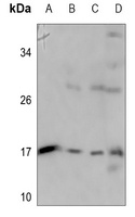 Apolipoprotein C4 Rabbit Polyclonal Antibody