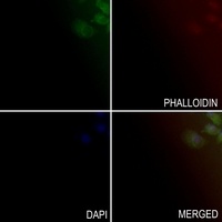 Apolipoprotein C4 Rabbit Polyclonal Antibody