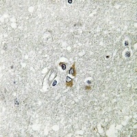Apolipoprotein L1 Rabbit Polyclonal Antibody