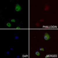 Apolipoprotein L1 Rabbit Polyclonal Antibody