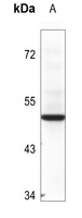 BAG1 Antibody