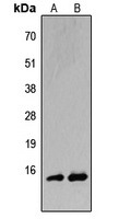 BATF Antibody