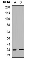 BCLX (Phospho-S62) Antibody