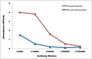 BCLX (Phospho-S62) Antibody