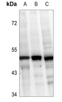 Caspase 2 Rabbit Polyclonal Antibody
