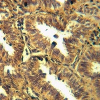 CD274 Rabbit Polyclonal Antibody