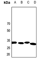 Calponin 2 Rabbit Polyclonal Antibody