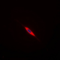 Calponin 2 Rabbit Polyclonal Antibody