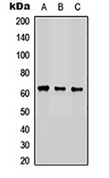 COX15 Rabbit Polyclonal Antibody
