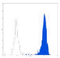 CD11b Rat Monoclonal Antibody