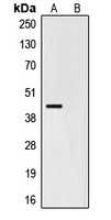 HA-tag Mouse Monoclonal Antibody