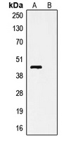 V5-tag Rabbit Polyclonal Antibody