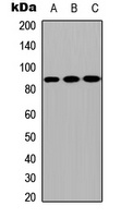 CPXM2 Rabbit Polyclonal Antibody