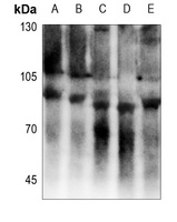 EMR2 Antibody
