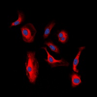 HER3 (Phospho-Y1328) Rabbit Polyclonal Antibody