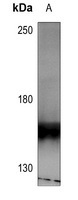 HER4 (Phospho-Y1284) Rabbit Polyclonal Antibody