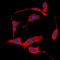 HER4 (Phospho-Y1284) Rabbit Polyclonal Antibody