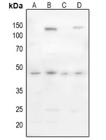 CD142 (Phospho-S290) Rabbit Polyclonal Antibody