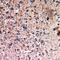FAF1 Antibody
