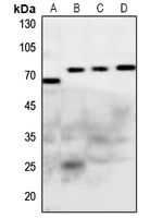 Frizzled 1/2/7 Rabbit Polyclonal Antibody