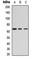 GABRB1 (Phospho-S434) Rabbit Polyclonal Antibody