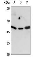 GAP43 Antibody