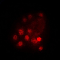 GATA3 (Phospho-S308) Rabbit Polyclonal Antibody