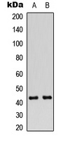 Connexin 43 (Phospho-S368) Rabbit Polyclonal Antibody
