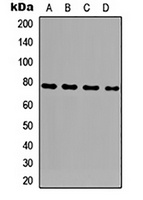 GLB1L3 Antibody