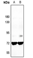GNL3L Antibody