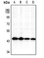 GSK3 beta Antibody
